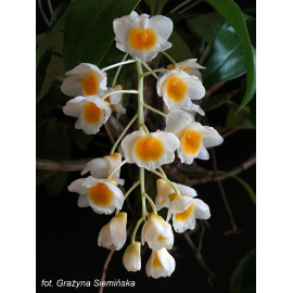 Dendrobium palpebrae (FS)