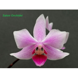 Phalaenopsis x intermedia (FS)