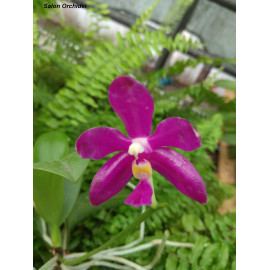 Phalaenopsis pulchra Red (FS)