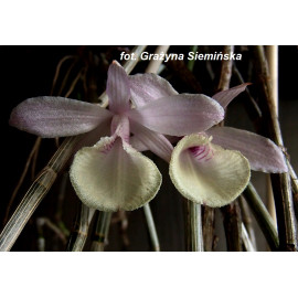 Dendrobium aphyllum syn....