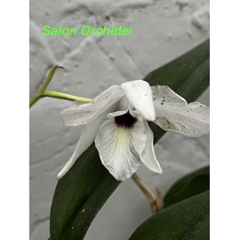 Laelia rubescens (FS)