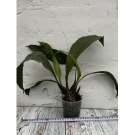 Coelogyne salmonicolor (FS)