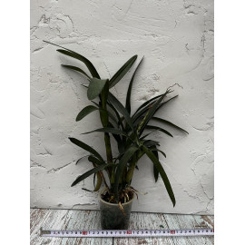 Epicyclia Mabel Kanda (FS)