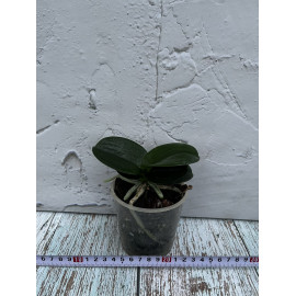 Phalaenopsis Equalacea...