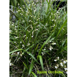 Sigmatostalix radicans (FS)