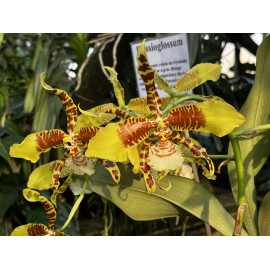 Rossioglossum Rawdon Jester...