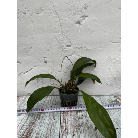 Stanhopea hernandezii (NFS)