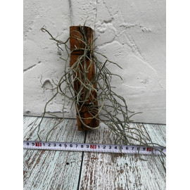 Microcoelia stolzii (FS)