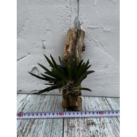 Tolumnia hybrid (FS)