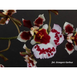 Tolumnia Jairak Firm 'Mocha...