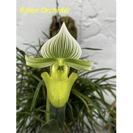Paphiopedilum hennisianum...