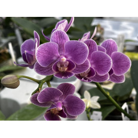 Phalaenopsis Reyoung Annie...