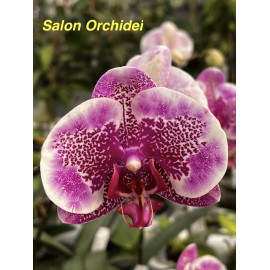 Phalaenopsis I-Hsin Stacy (FS)