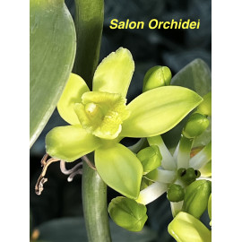 Vanilla planifolia (NFS)