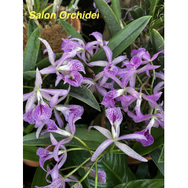 Brassanthe Maikai (...