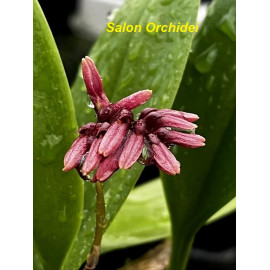 Bulbophyllum corolliferum (FS)