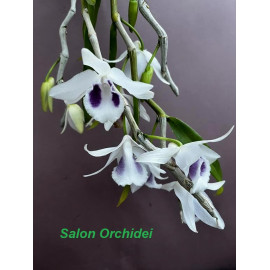 Dendrobium anosmum (FS)