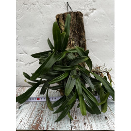 Bulbophyllum calyptratum (FS)