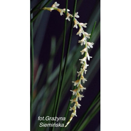 Dendrochilum tenellum (FS)