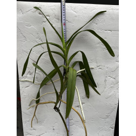 Aerides quinquevulnera (FS)