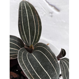 Ludisia discolor (FS)