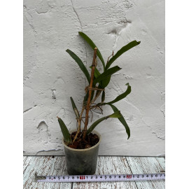 Coelogyne fuliginosa (FS)