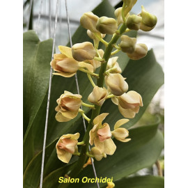 Rhynchostylis gigantea...