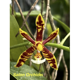 Phalaenopsis cornu-cervi  (FS)