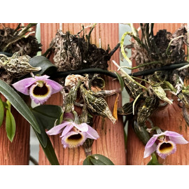 Dendrobium fuscifaucium (FS)