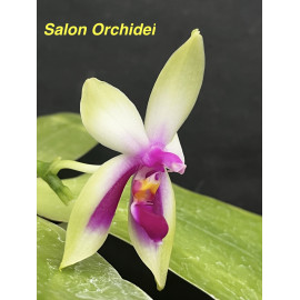 Phalaenopsis bellina var....