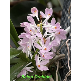 Ascocentrum ampulaceum Pink...