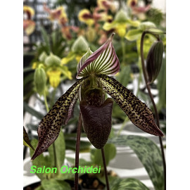 Paphiopedilum wardii syn....