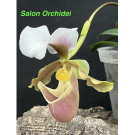 Paphiopedilum barbigerum (FS)