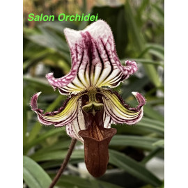 Paphiopedilum fairrieanum (FS)