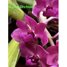 Rhynchostylis gigantea (FS)