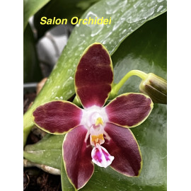 Phalaenopsis venosa Red (NFS)