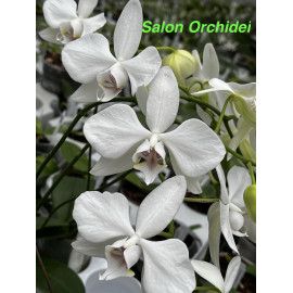 Phalaenopsis aphrodite (FS)