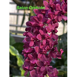 Rhynchostylis gigantea Red...