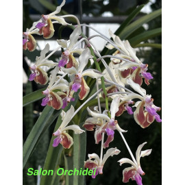Vanda lamellata var....