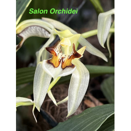 Coelogyne assamica (FS)