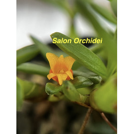 Mediocalcar decoratum (FS)