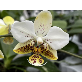 Phalaenopsis stuartiana...