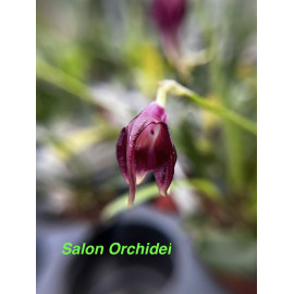 Masdevallia empusa (FS)