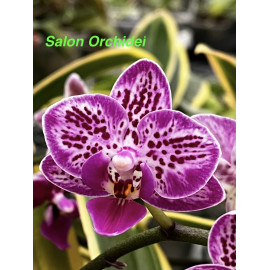 Phalaenopsis Chia E Yenlin...