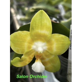 Phalaenopsis Yaphon...