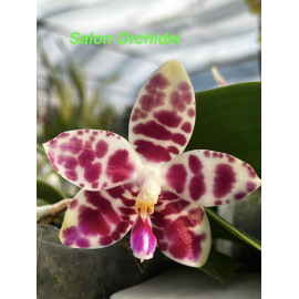 Phalaenopsis Gelblieber  (FS)