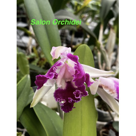 Cattleya Suavior 'Aquinii'...