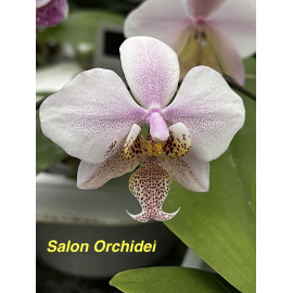 Phalaenopsis schilleriana x...
