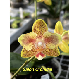 Phalaenopsis (Yaphon...