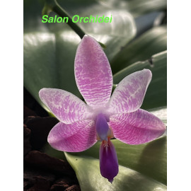 Phalaenopsis Princess...